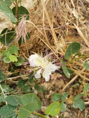 Capparis orientalis