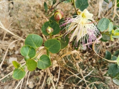 Capparis orientalis