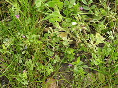 Vicia lathyroides