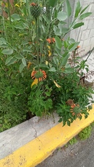 Leonotis nepetifolia