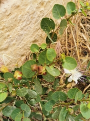 Capparis orientalis