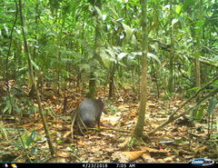 Dasyprocta fuliginosa