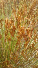 Restionaceae