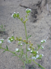 Cryptantha pterocarya pterocarya