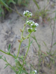 Cryptantha pterocarya pterocarya