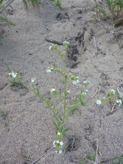 Cryptantha pterocarya pterocarya