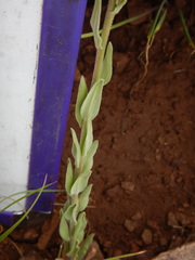 Boechera sparsiflora