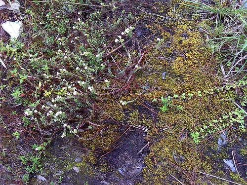 Image of Euphrasia transmorrisonensis by (c) 胡正恆(Jackson Hu), some rights reserved (CC BY)