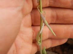 Boechera sparsiflora