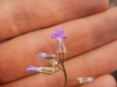 Boechera sparsiflora