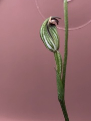 Pterostylis rubescens