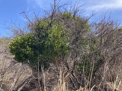 Phoradendron quadrangulare