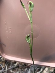 Pterostylis rubescens