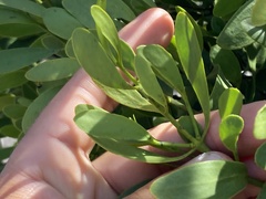 Phoradendron quadrangulare