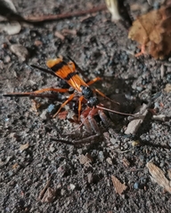 Sphictostethus striatulus