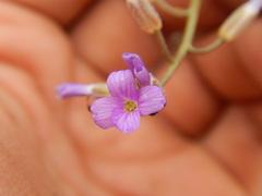 Boechera sparsiflora