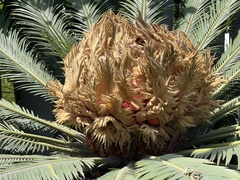 Cycas