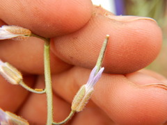 Boechera sparsiflora