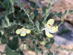 Henrya insularis