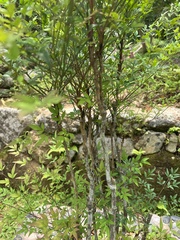 Plinia cauliflora
