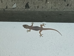 Gehyra mutilata