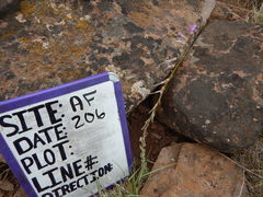 Boechera sparsiflora