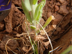 Boechera sparsiflora