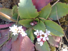 Micranthes eriophora