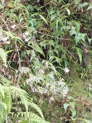 Eupatorium tashiroi