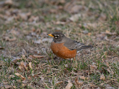 Turdus migratorius