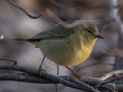 Leiothlypis celata