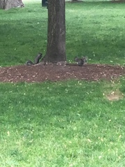 Sciurus carolinensis