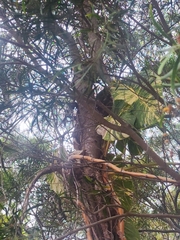 Phyllanthus emblica