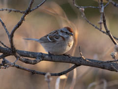 Spizelloides arborea