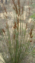 Restionaceae