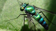 Condylostylus occidentalis