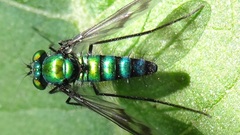 Condylostylus occidentalis