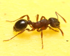 Myrmica punctiventris