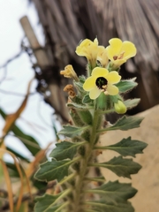 Hyoscyamus albus