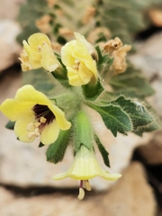 Hyoscyamus albus