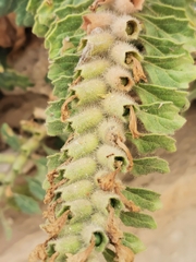 Hyoscyamus albus