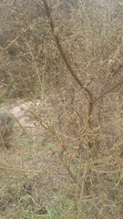 Angiospermae