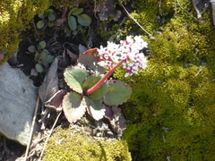 Micranthes eriophora