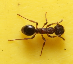 Myrmica punctiventris