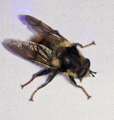 Criorhina bubulcus