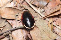 Opisthoplatia orientalis