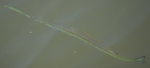 Atlantic Needlefish