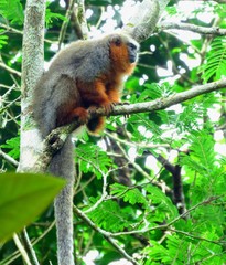 Plecturocebus discolor