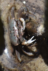 Minuca longisignalis