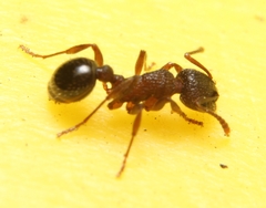 Myrmica punctiventris